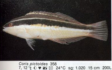Coris pictoides